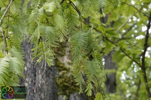 Taxodium distichum (3)9